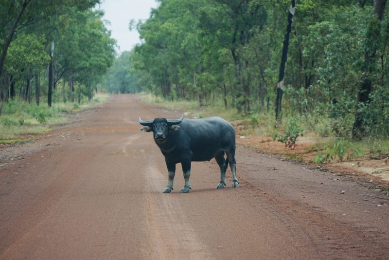 Illustration for article titled AWOL Around Australia... East Arnhem Land. Part 2